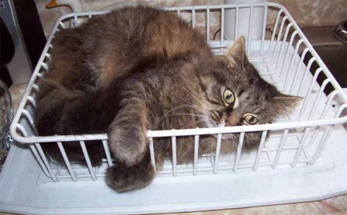 A cat hanging out inside of a dish drying rack 