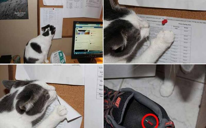 Photographs of a cat hanging out next to a thumbtack and it magically appearing inside of a person’s shoe 